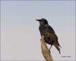 Florida;Starling;European-Starling;Sturnus-vulgaris;one-animal;close-up;color-im